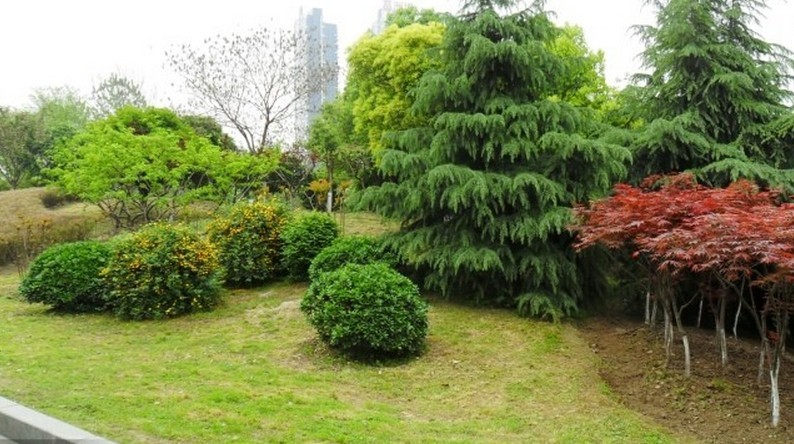 攀缘植物的选择 利用攀缘植物装饰建筑物的一种绿化形式。攀缘绿化除美化环境外,还有增加叶面积和绿视率、阻挡日晒、降低气温、吸附尘埃等改善环境质量的作用。用途多样。攀缘绿化是攀缘植物攀附在建筑物上的一种装饰艺术,绿化的形式能随建筑物的形体而变化。用攀缘植物可以绿化墙面、阳台和屋顶,装饰灯柱、栏栅、亭、廊、花架和出入口等,还能遮蔽景观不佳的建筑物。 占地很少。攀缘植物因依附建筑物生长,占地很少。在人口多、建筑密度大、绿化用地不足的城市,尤能显示出攀缘绿化的优越性。 繁殖容易。攀缘植物繁殖方便,生长快,费